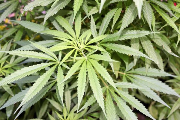 LO QUE DICE EL CÓDIGO PENAL SOBRE EL TRÁFICO DE DROGAS Y LO QUE NO DICE